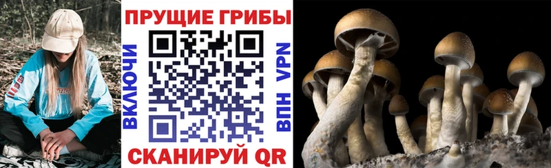 Псилоцибиновые грибы Psilocybine cubensis  купить  сайты  Катав-Ивановск 